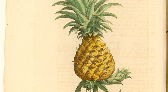 The pine apple, c. 1750 (Georg Dionysius Ehret); courtesy of the John Carter Brown Library